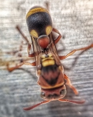 Ropalidia jacobsoni