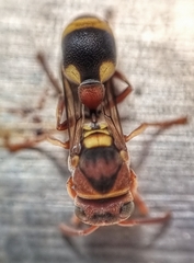 Ropalidia jacobsoni