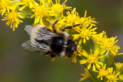 Bombus