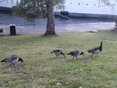 Branta leucopsis