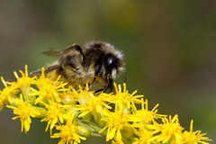 Bombus