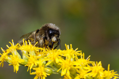 Bombus