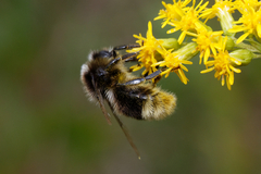 Bombus