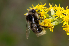 Bombus