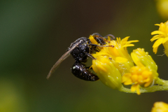 Oxybelus bipunctatus