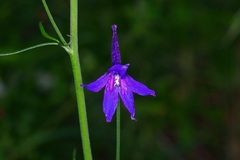 Delphinium scopulorum