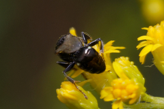 Oxybelus bipunctatus