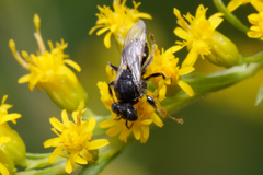 Oxybelus bipunctatus