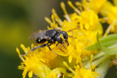 Oxybelus bipunctatus