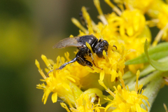 Oxybelus bipunctatus