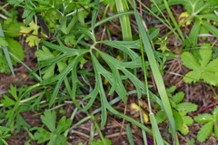 Delphinium scopulorum