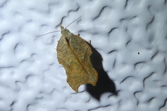 Acleris emargana