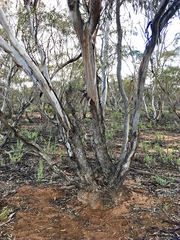 Eucalyptus oleosa oleosa