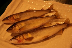 Plecoglossus altivelis