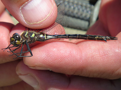 Somatochlora tenebrosa