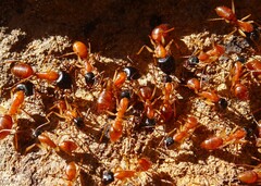 Camponotus nigriceps