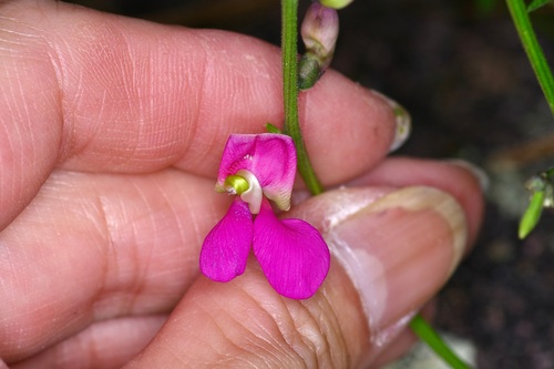 Image of Gray's bean by (c) Michelle W. （鍾偉瑋）, some rights reserved (CC BY)