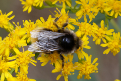 Bombus