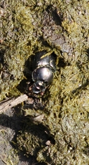 Onthophagus taurus