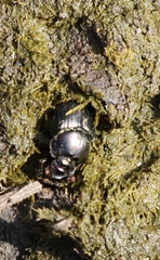 Onthophagus taurus