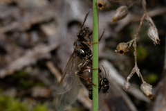 Lasius
