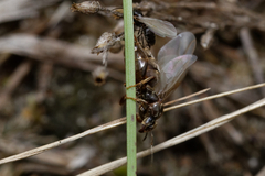 Lasius