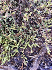 Maireana trichoptera