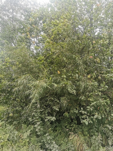 Image of Salix schwerinii by (c) Валерия Ковалева, some rights reserved (CC BY)