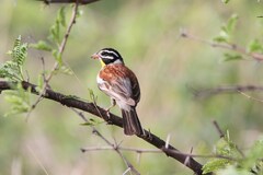 Emberiza flaviventris kalaharica