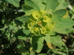 Euphorbia borodinii