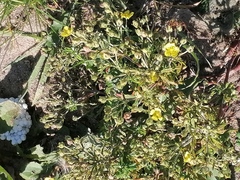 Potentilla paradoxa