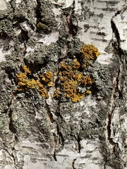 Xanthoria parietina