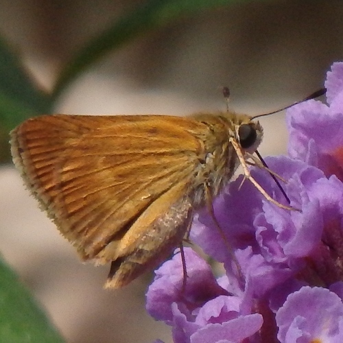 Southern Broken-Dash