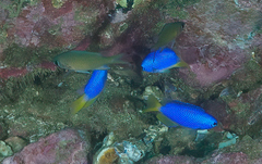 Chromis weberi