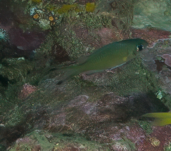 Chromis weberi