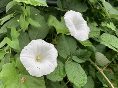 Calystegia silvatica