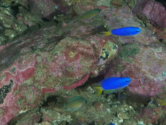 Chromis weberi