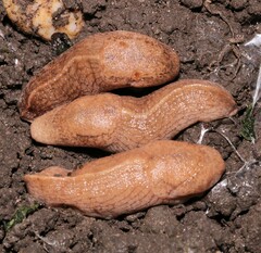 Tandonia kusceri