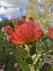 Leucospermum × hybridum