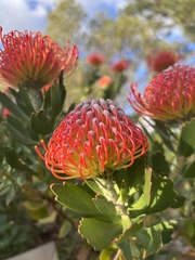 Leucospermum × hybridum