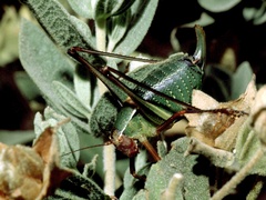 Barbitistes fischeri