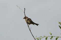 Crithagra gularis gularis