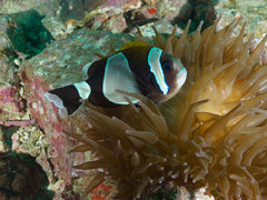 Amphiprion latezonatus