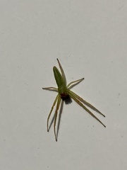 Cetratus rubropunctatus