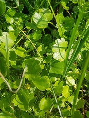 Halerpestes sarmentosa