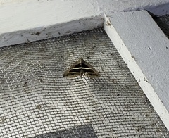 Grammodes bifasciata