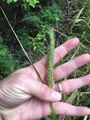 Elymus curvatus