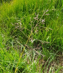 Poa subfastigiata