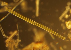 Triploceras gracile