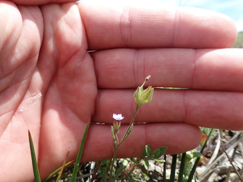 Image of Gilia millefoliata by no rights reserved